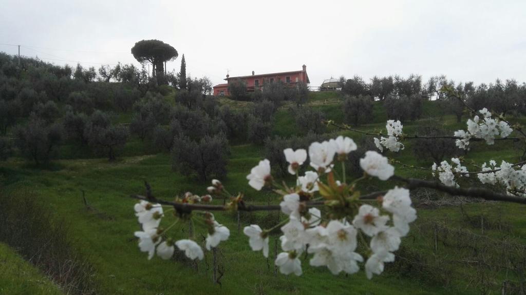 Olivia B&B And Apartment Cantagrillo Екстер'єр фото